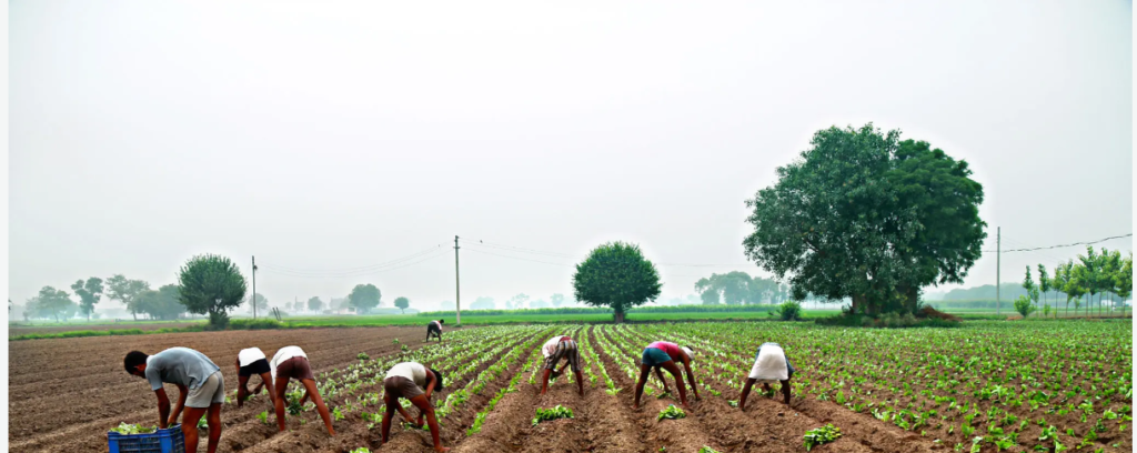 cauliflower farming